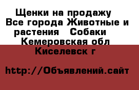 Щенки на продажу - Все города Животные и растения » Собаки   . Кемеровская обл.,Киселевск г.